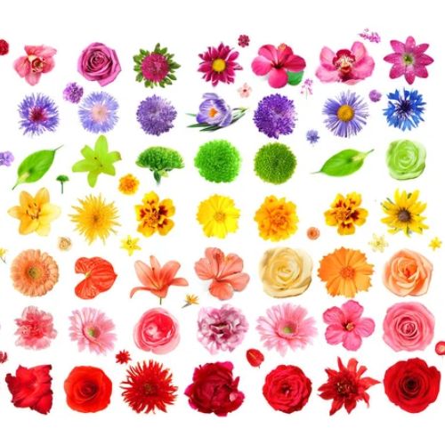 מה מסמל כל צבע פרח ?