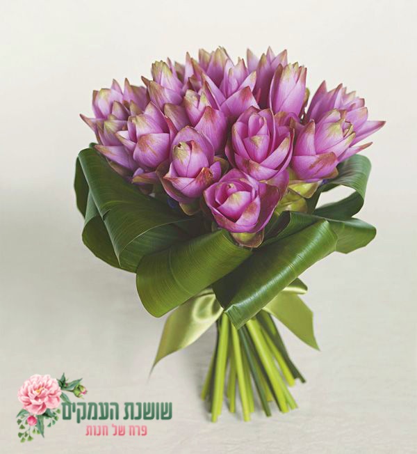 זר כורכומה בורוד