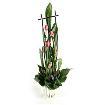 עמק הטוליפים