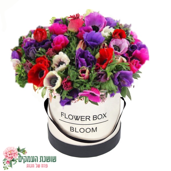 קופסאת פרחים-כלניות