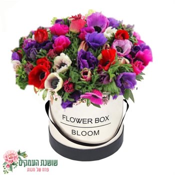 קופסאת פרחים-כלניות