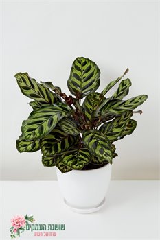 קלתאה מקוינה