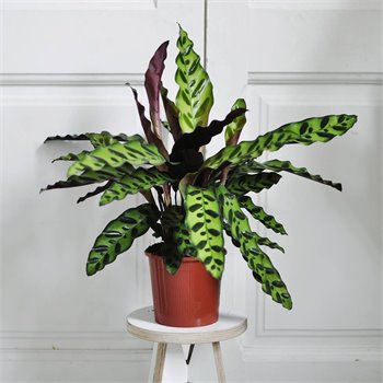 קלתאה אינגניס