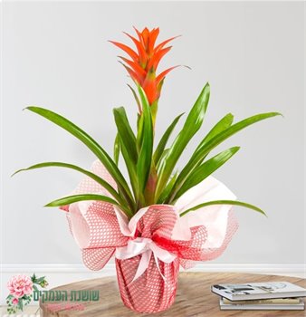 צמח הגוזמניה מתנה פורחת