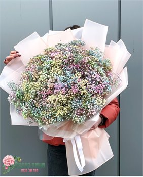 זר גיפסנית-ג&rsquo;מייקה ענק