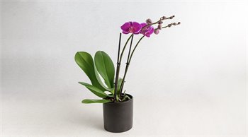 פריחת הסחלב-בסגול