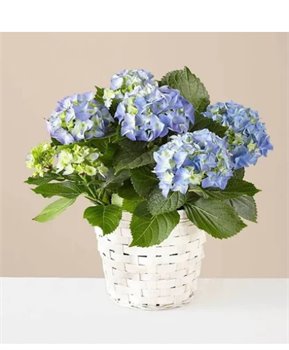 עציץ הורטנזיה בכחול