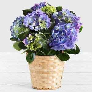 הורטנזיה בסגול