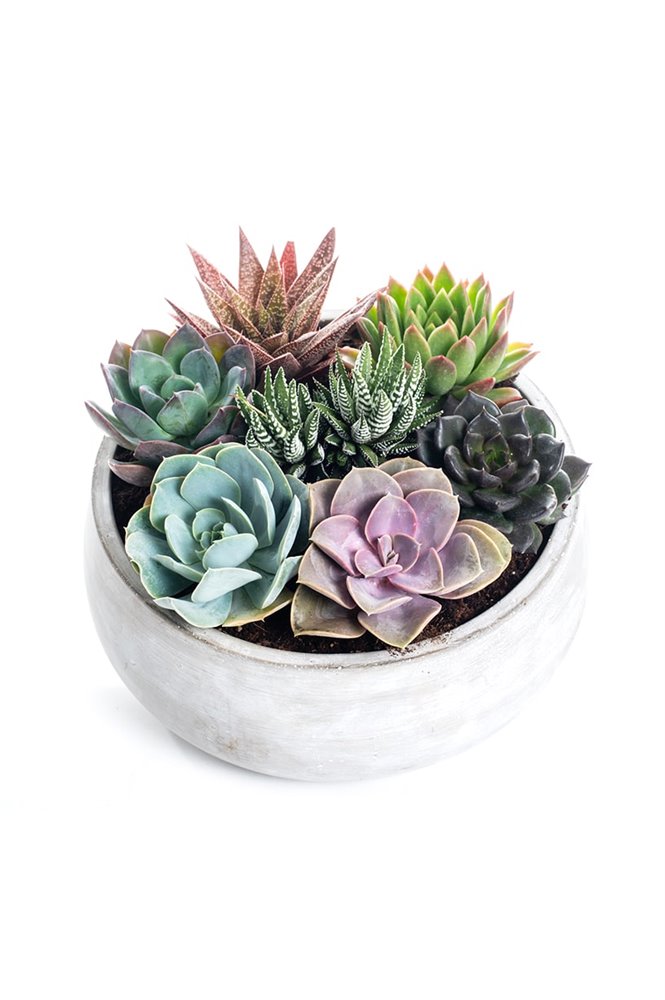 הגינה של עומר