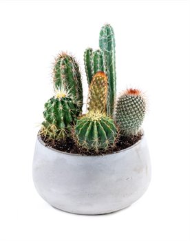 הגינה של עידו