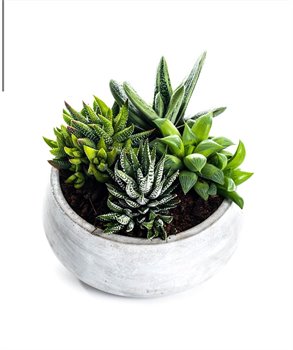 הגינה של נדב