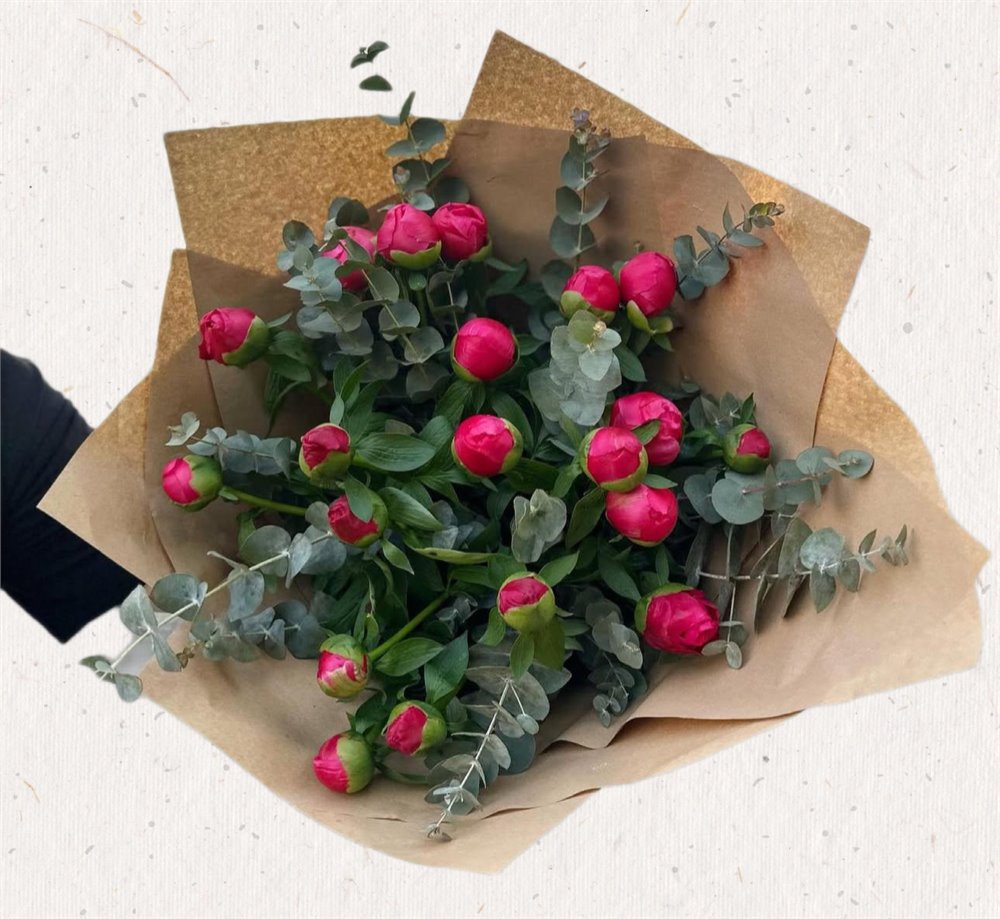 זר פיונים-אדמונית החורש