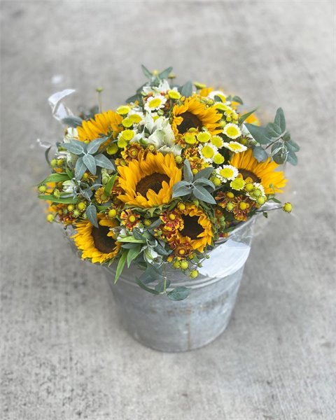 החמניות של תמי