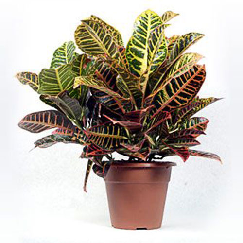  עציץ קרוטון