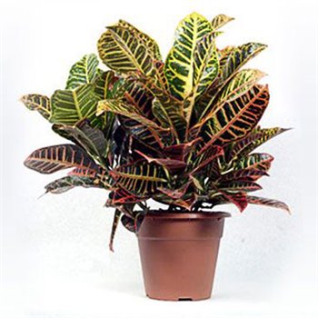  עציץ קרוטון