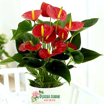 אנטוריום-פריחה באדום