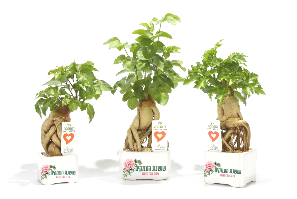 עץ האהבה