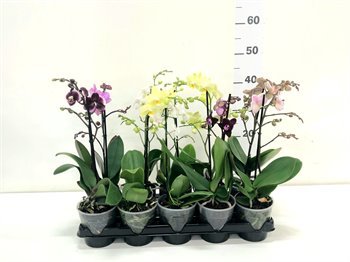 סחלב הולנדי