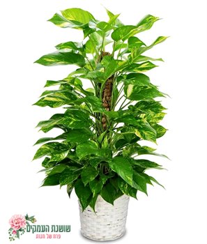 פוטוס על מוס-צמח מטפס